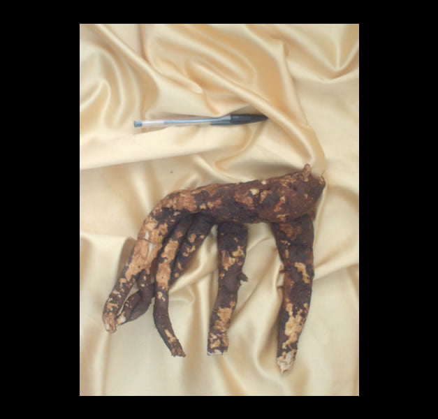 MANDRAGORA AUTUMNALIS (HAND OF GLORY) CM 29 MANDRAGORA AUTUMNALIS (HAND OF GLORY) CM 29