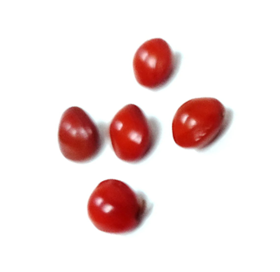 FAVA DA FORTUNA 1 PZ FAVA DA FORTUNA 1 PZ