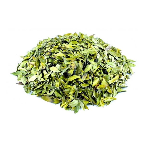 MIRTO - MYRTUS COMMUNIS - MIRTO