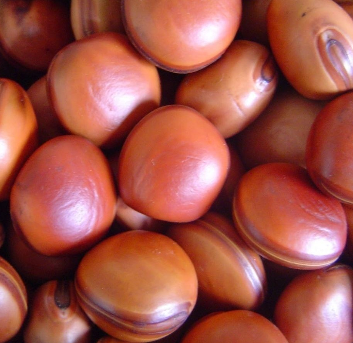 OLHO DE BOI SEEDS OLHO DE BOI SEEDS