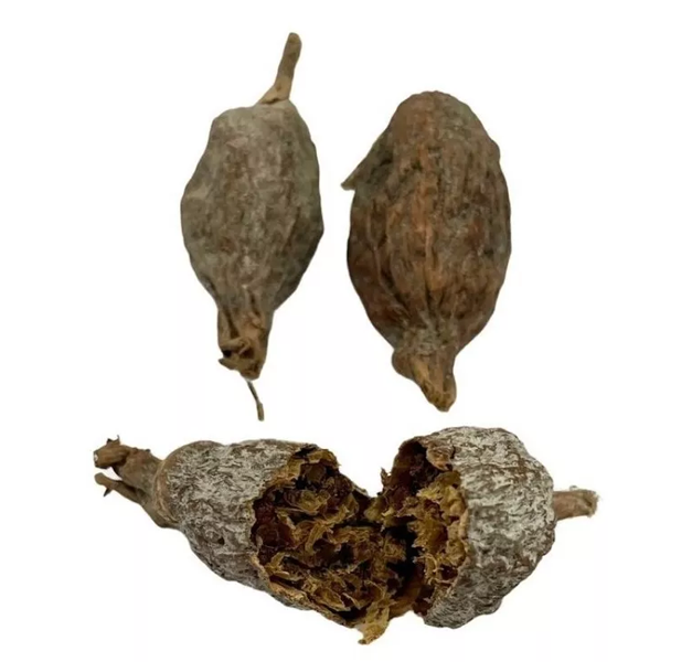 FAVA DI PIMENTA DA COSTA - ATARE' 1 PEZZO FAVA DI PIMENTA DA COSTA - ATARE' 1 PEZZO