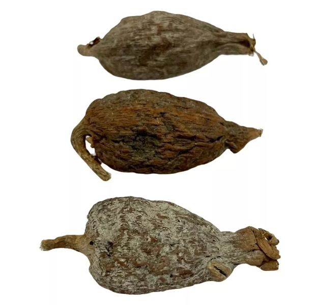 FAVA DI PIMENTA DA COSTA - ATARE' 1 PEZZO - immagine 3