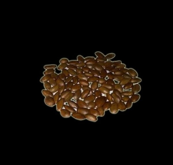 OXALA SEED - 3 PC PACK