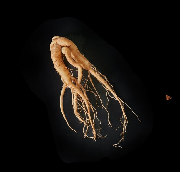 MANDRAGORA AUTUMNALIS ABOUT CM 17 MANDRAGORA AUTUMNALIS ABOUT CM 17