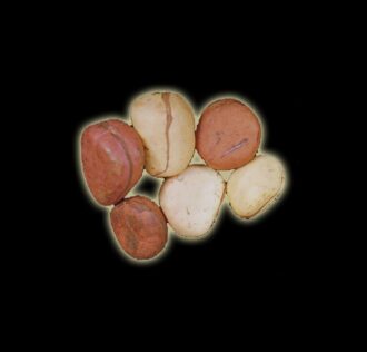 OBI SEEDS