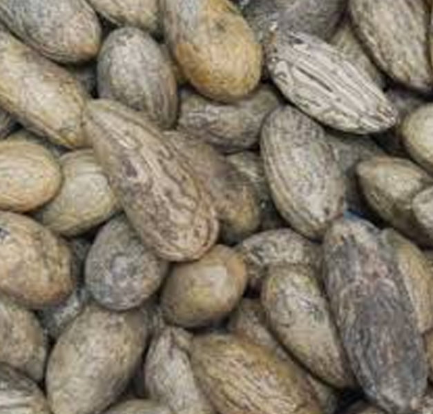 OUDH SALIB (1 PEZZO) OUDH SALIB (1 PEZZO)