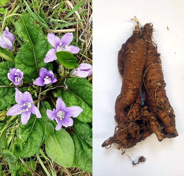 PIANTA DI MANDRAGORA VIVA - coppia unita PIANTA DI MANDRAGORA VIVA - coppia unita