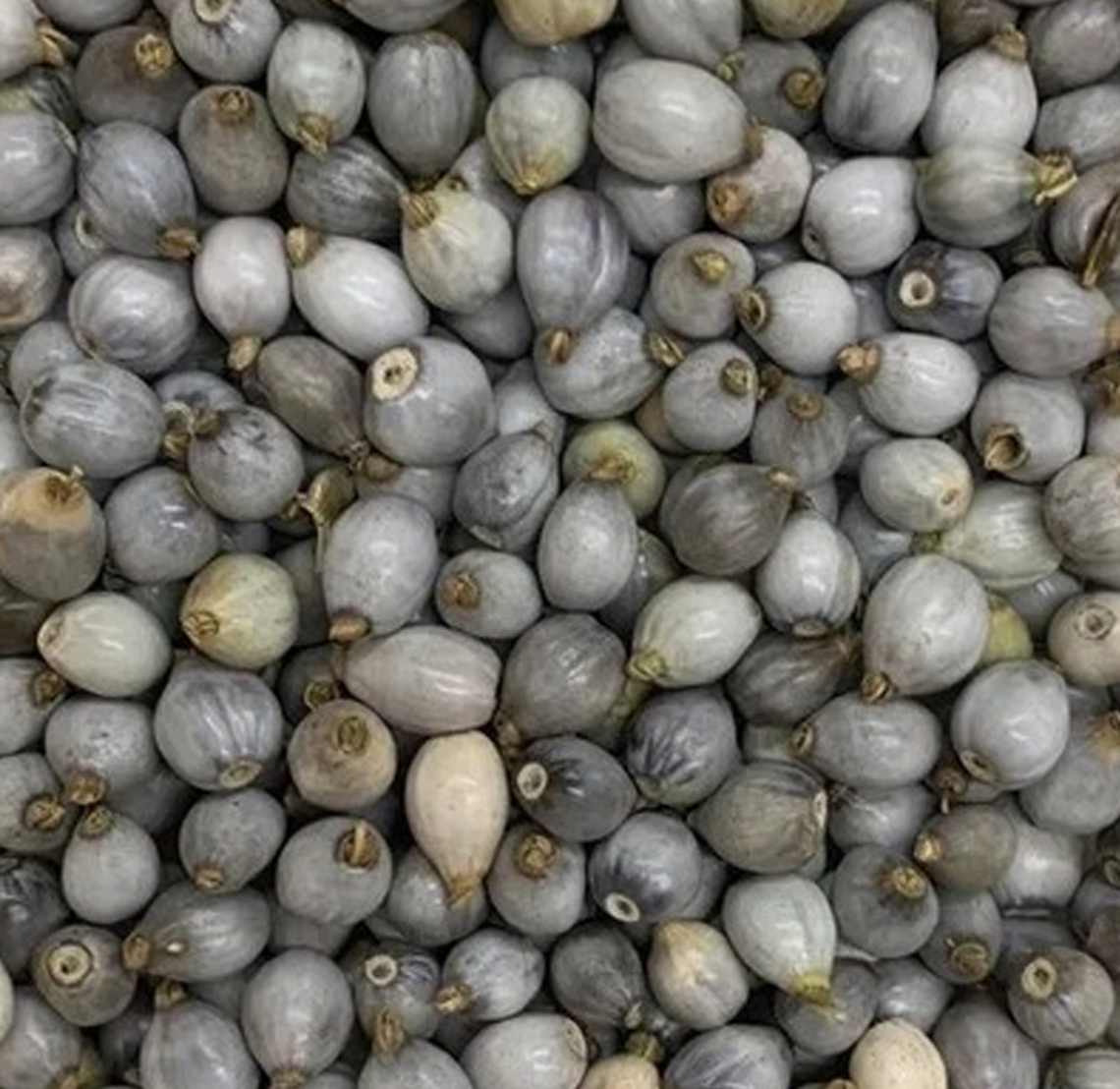 LAGRIMAS NOSSA SENHORA - 1 PIECE LAGRIMAS NOSSA SENHORA - 1 PIECE